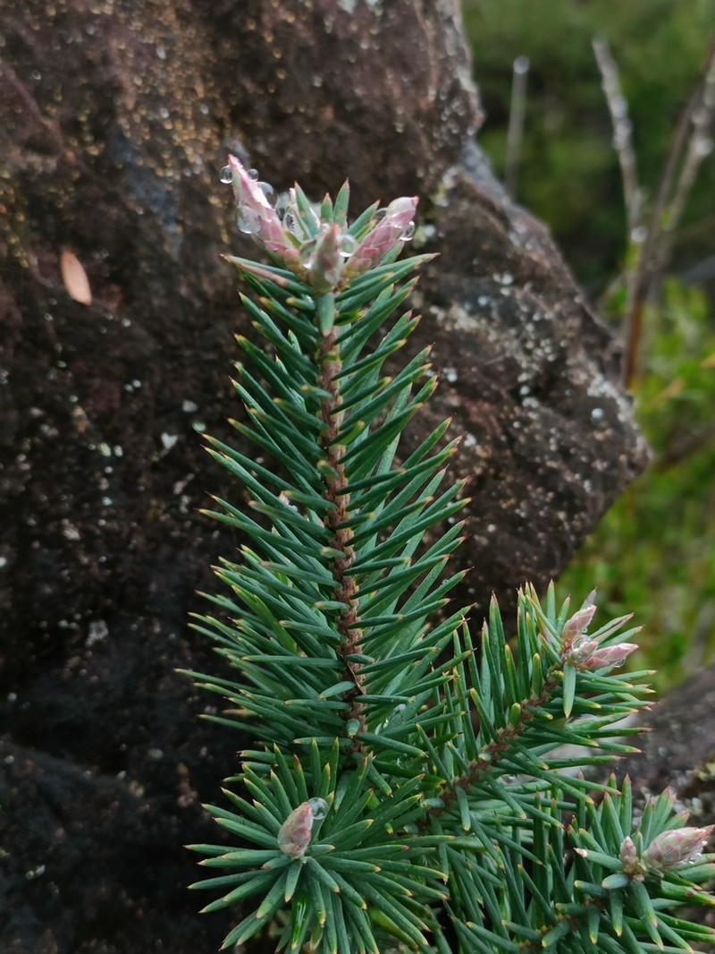 Agiortia cicatricata photo 6