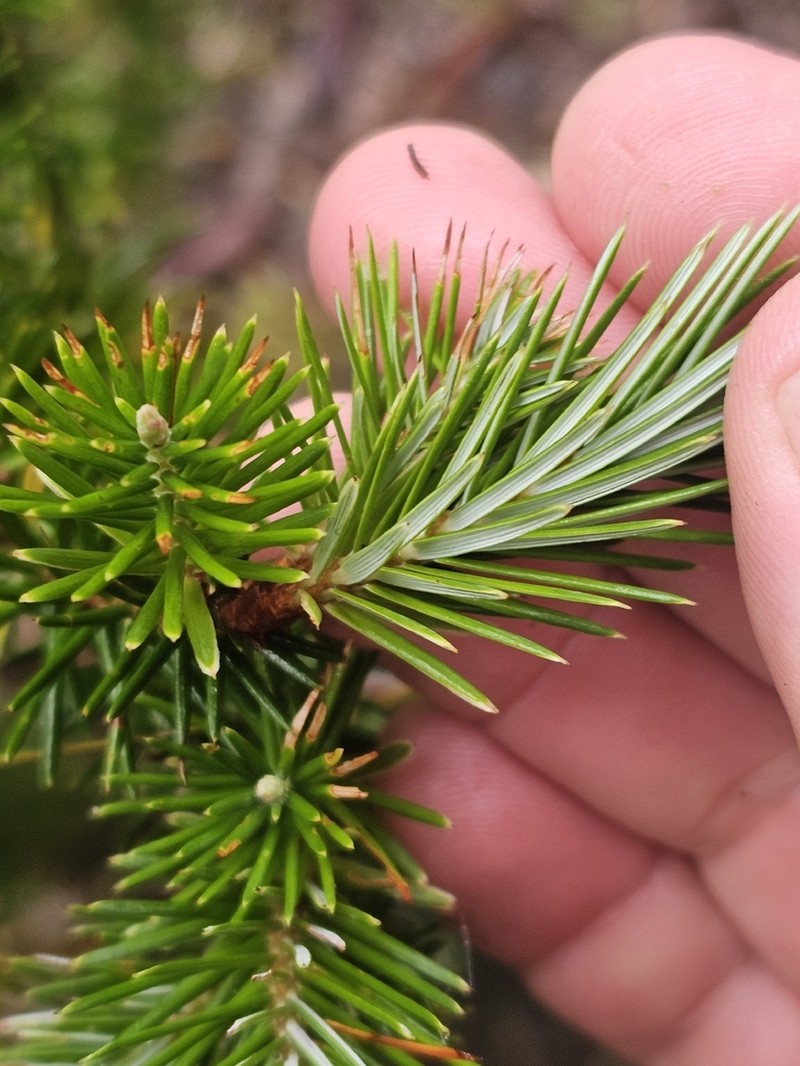 Agiortia cicatricata photo 7