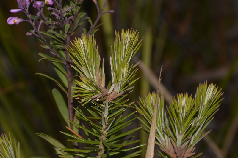 Agiortia cicatricata photo 8