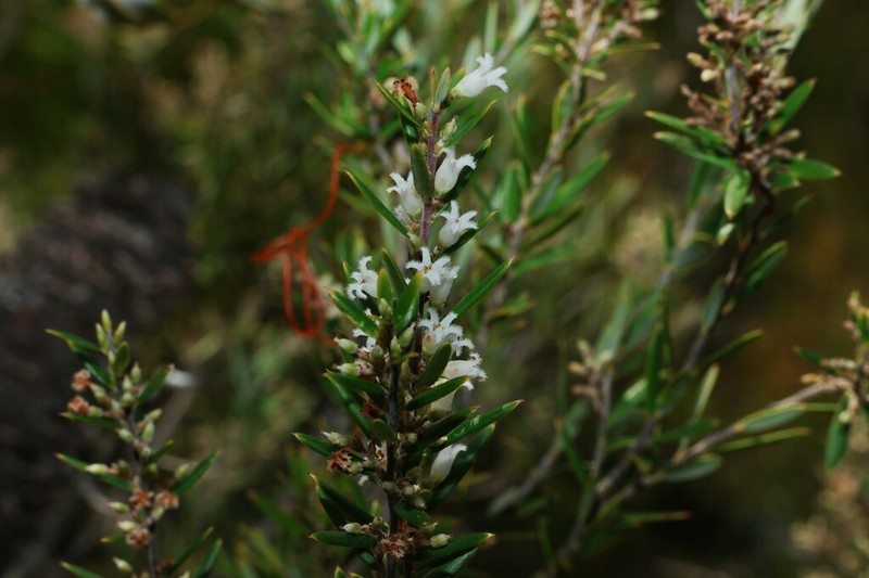 Agiortia pedicellata photo 2