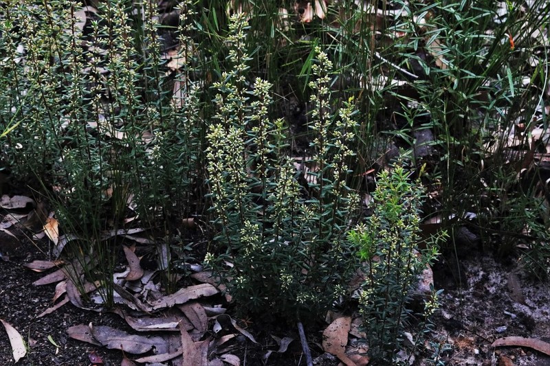 Agiortia pedicellata photo 3
