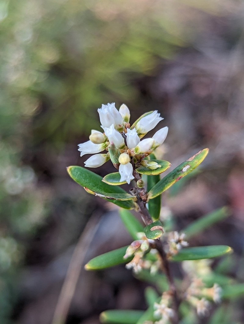 Agiortia pedicellata photo 4