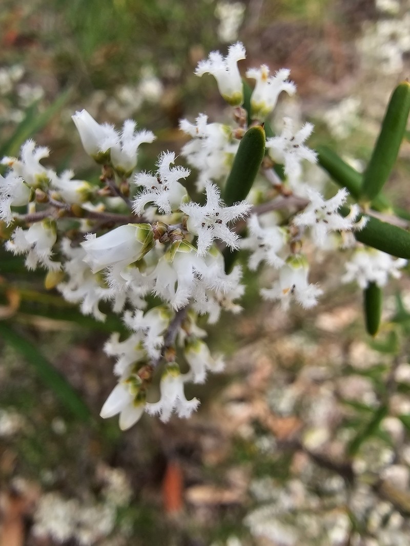 Agiortia pedicellata photo 5