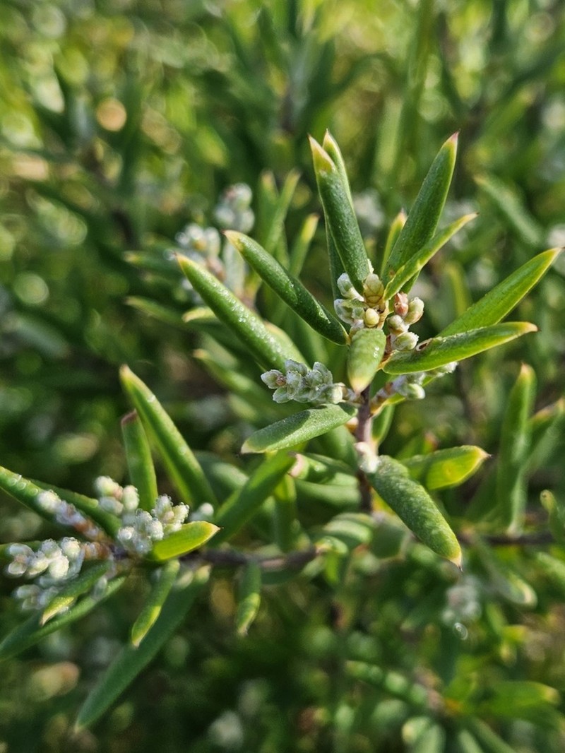 Agiortia pedicellata photo 6