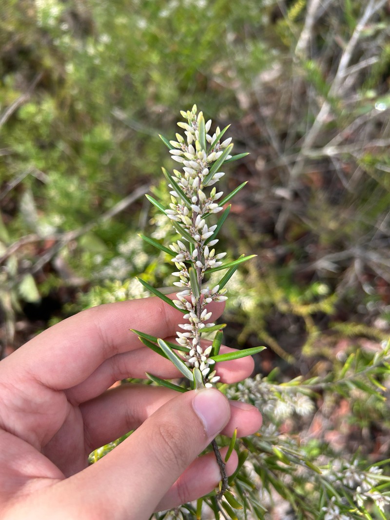 Agiortia pedicellata photo 7