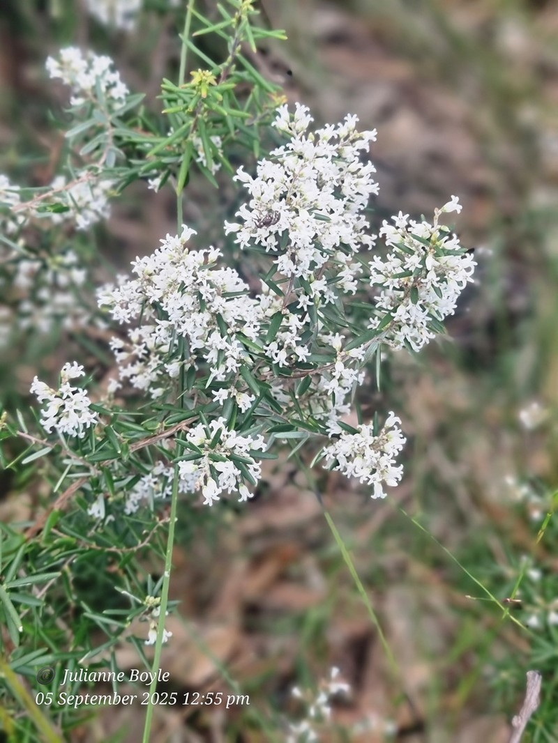 Agiortia pedicellata photo 8