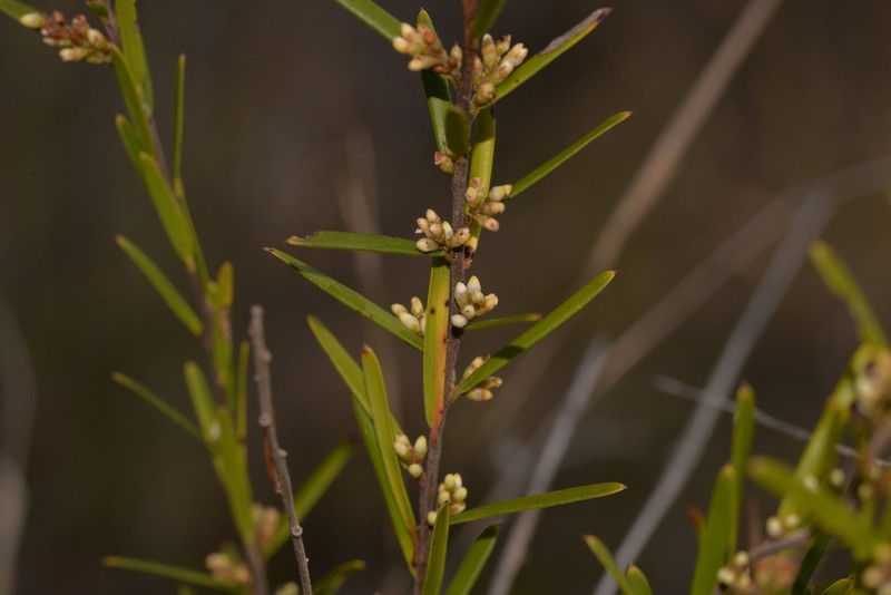 Agiortia pleiosperma