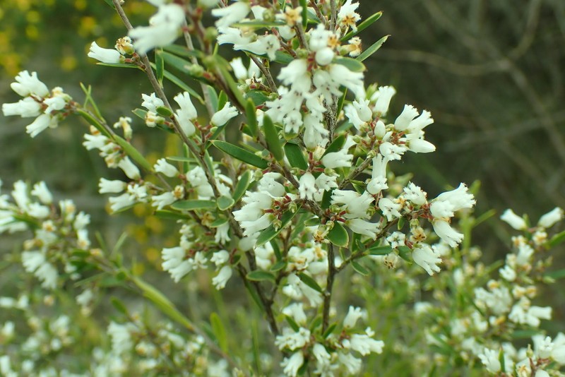 Agiortia pleiosperma photo 2