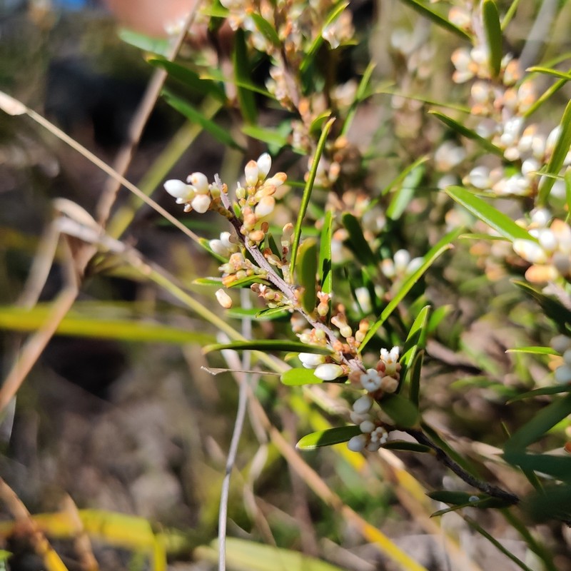 Agiortia pleiosperma photo 3