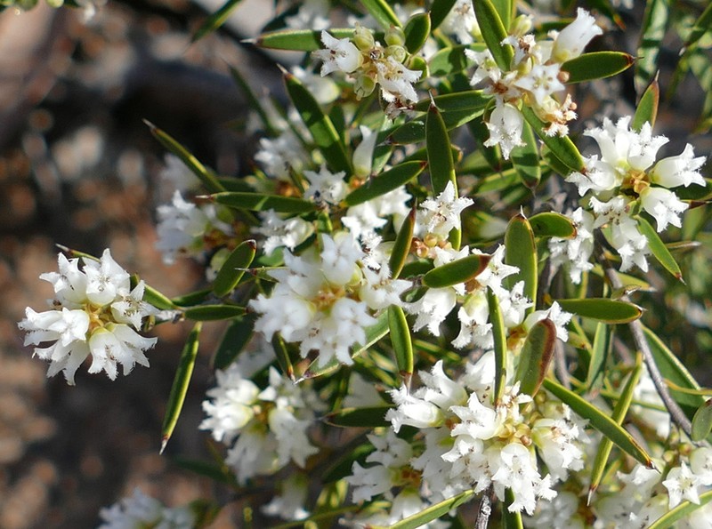 Agiortia pleiosperma photo 4