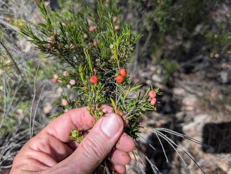 Agiortia pleiosperma photo 5
