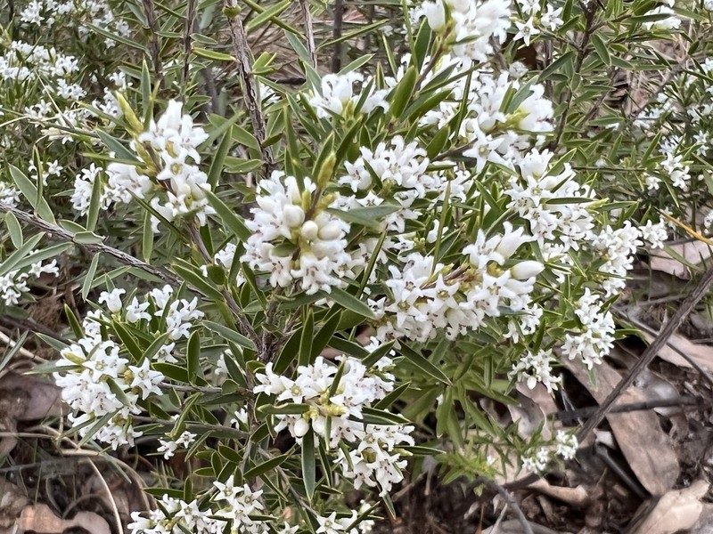 Agiortia pleiosperma photo 6