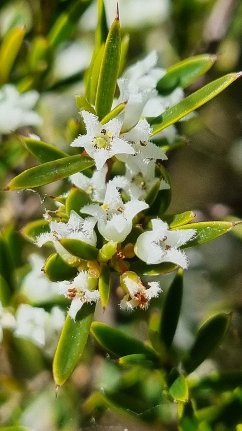 Agiortia pleiosperma photo 7