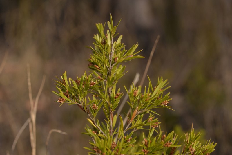 Agiortia pleiosperma photo 8