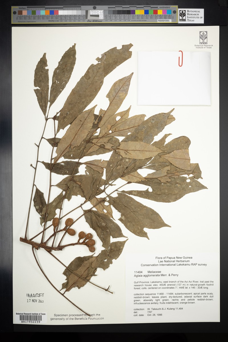 Aglaia agglomerata photo 2