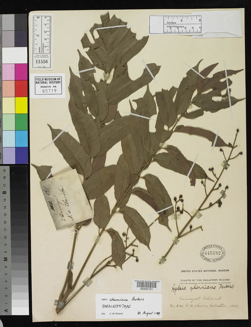 Aglaia aherniana