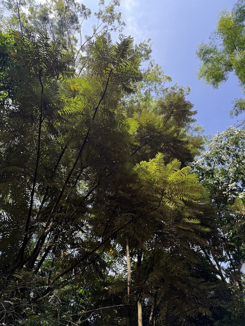 Aglaia angustifolia photo 3