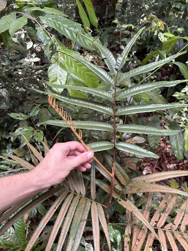 Aglaia angustifolia photo 4