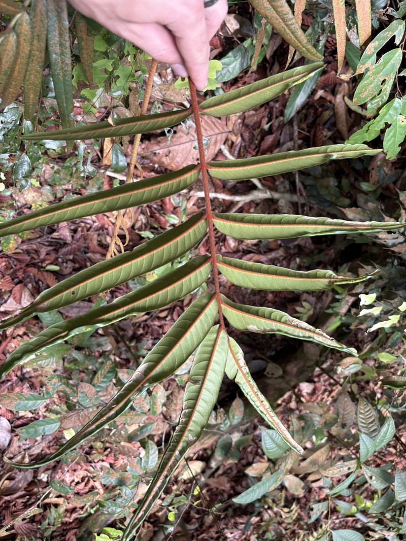 Aglaia angustifolia photo 5