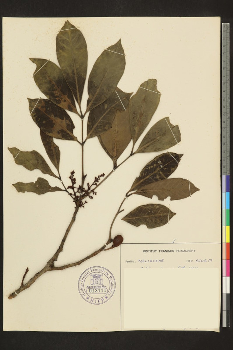 Aglaia apiocarpa photo 2
