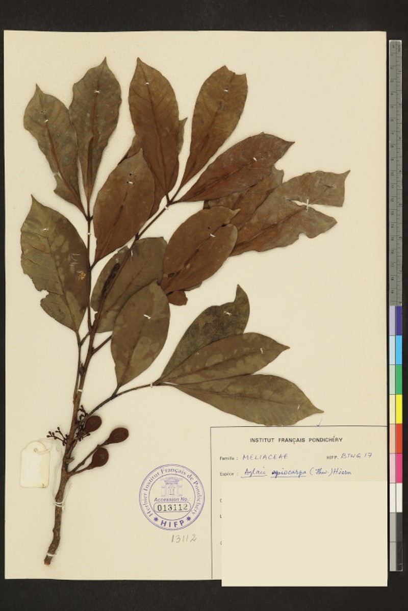Aglaia apiocarpa photo 3