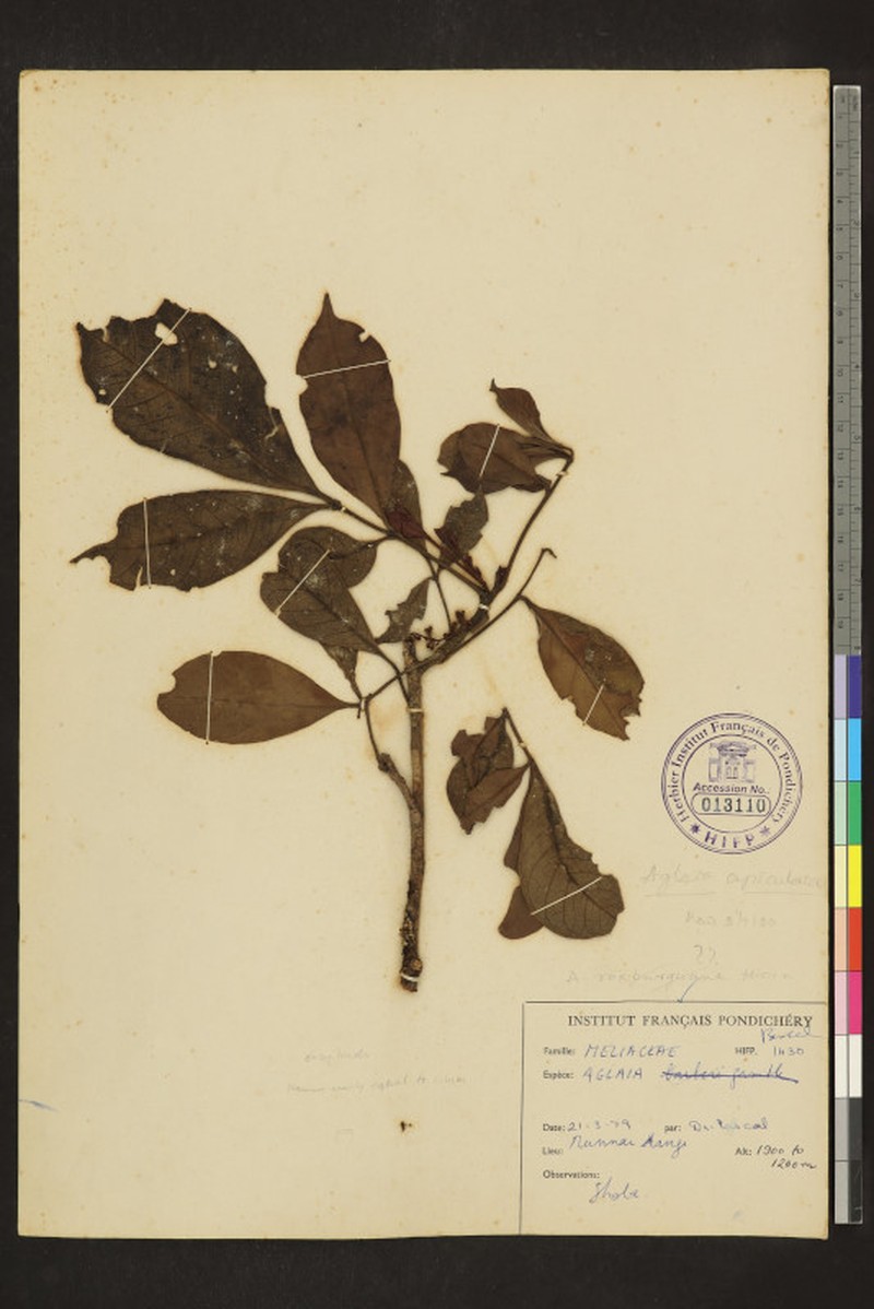 Aglaia apiocarpa photo 4