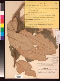 Aglaia argentea