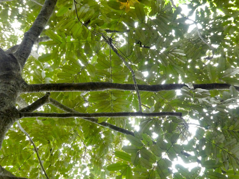 Aglaia argentea photo 3