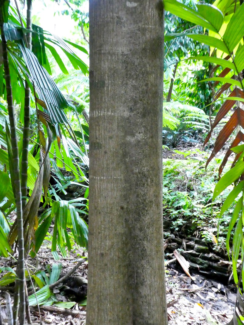 Aglaia argentea photo 4
