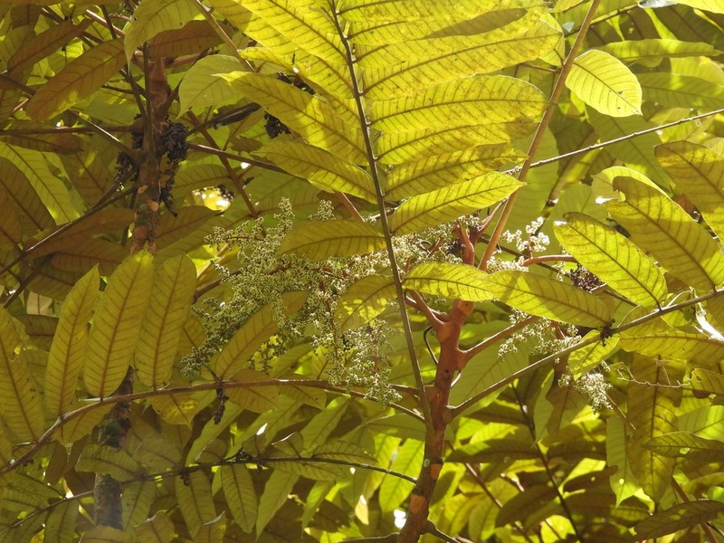 Aglaia argentea photo 6
