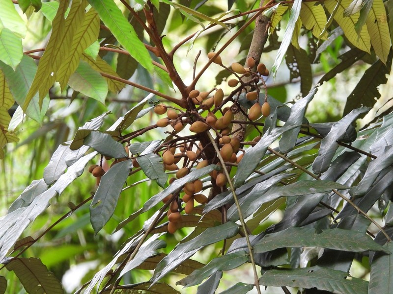 Aglaia argentea photo 7