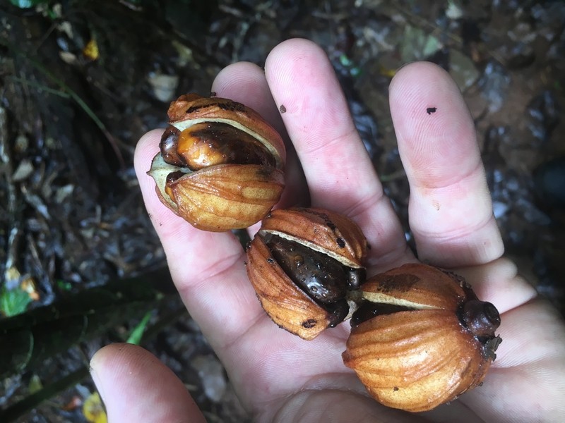 Aglaia australiensis photo 2