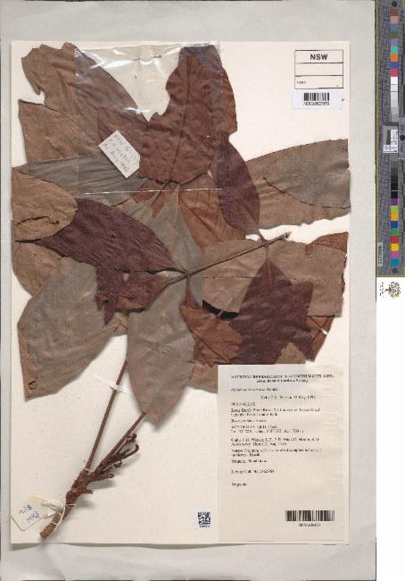 Aglaia australiensis photo 4