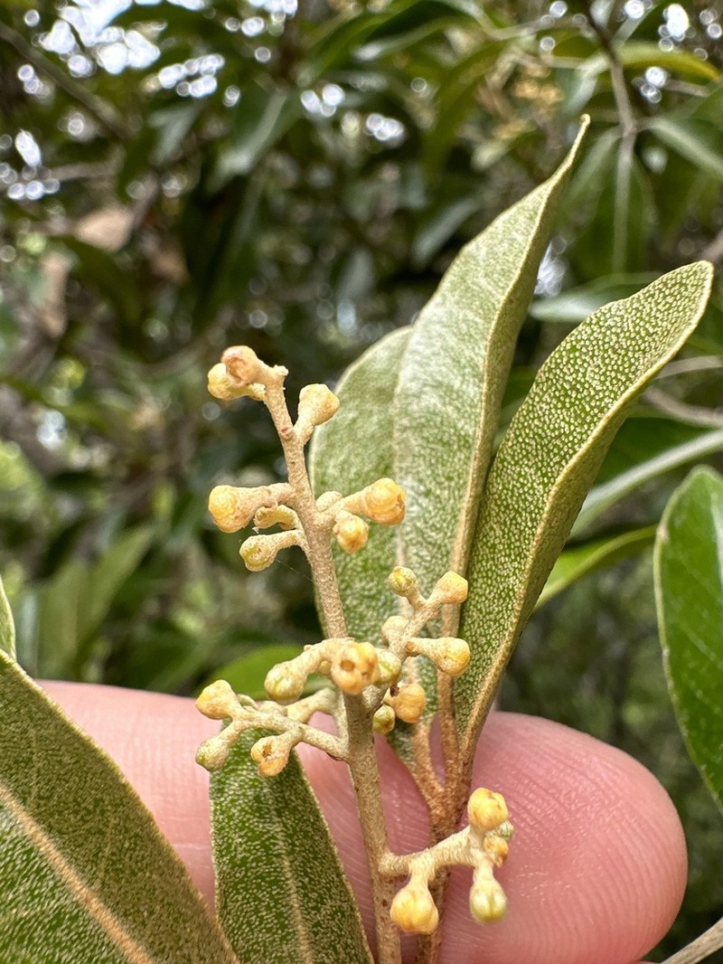Aglaia bourdillonii photo 5