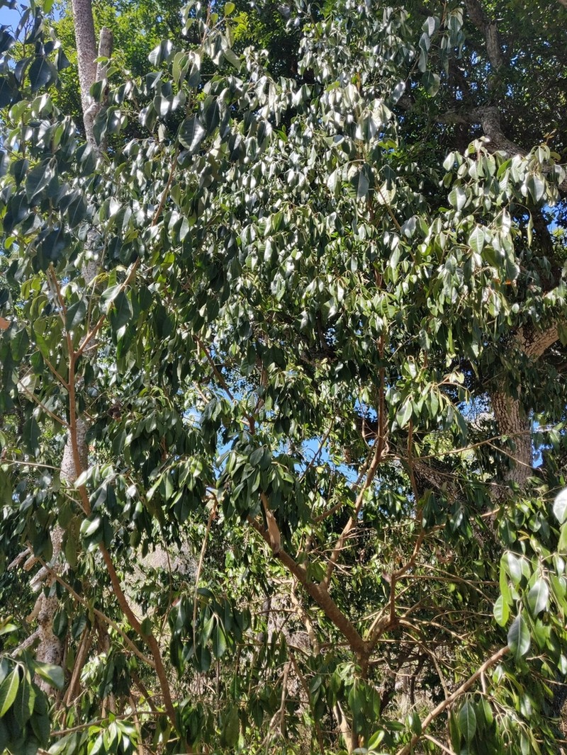 Aglaia bourdillonii photo 7