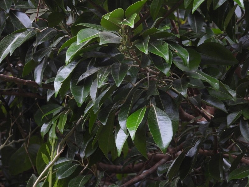 Aglaia bourdillonii photo 8