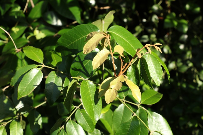 Aglaia brownii photo 2