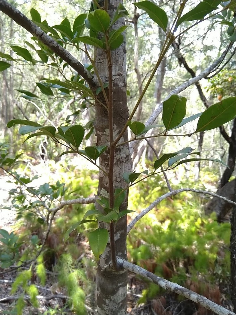 Aglaia brownii photo 3