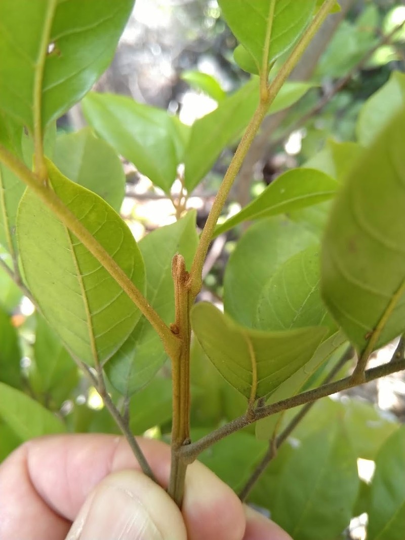 Aglaia brownii photo 4