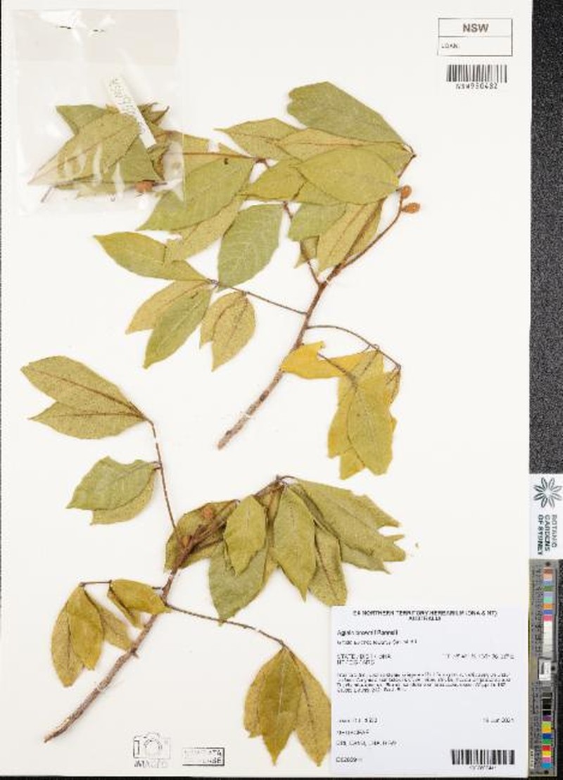Aglaia brownii photo 5