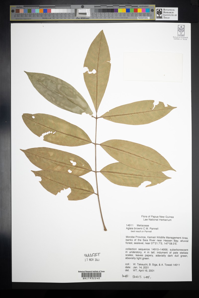 Aglaia brownii photo 6