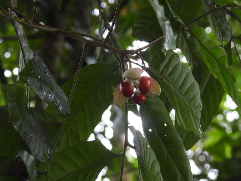 Aglaia chittagonga photo 2