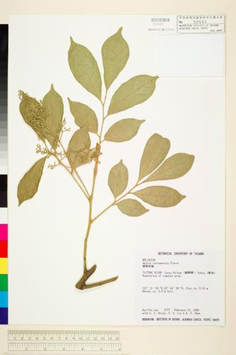 Aglaia chittagonga photo 7