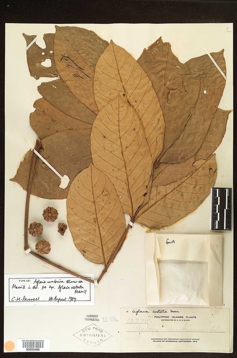 Aglaia costata