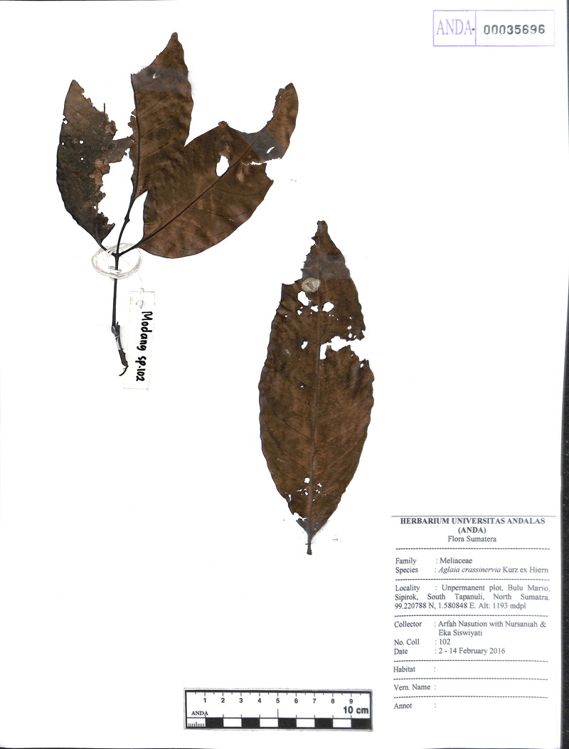 Aglaia crassinervia photo 2