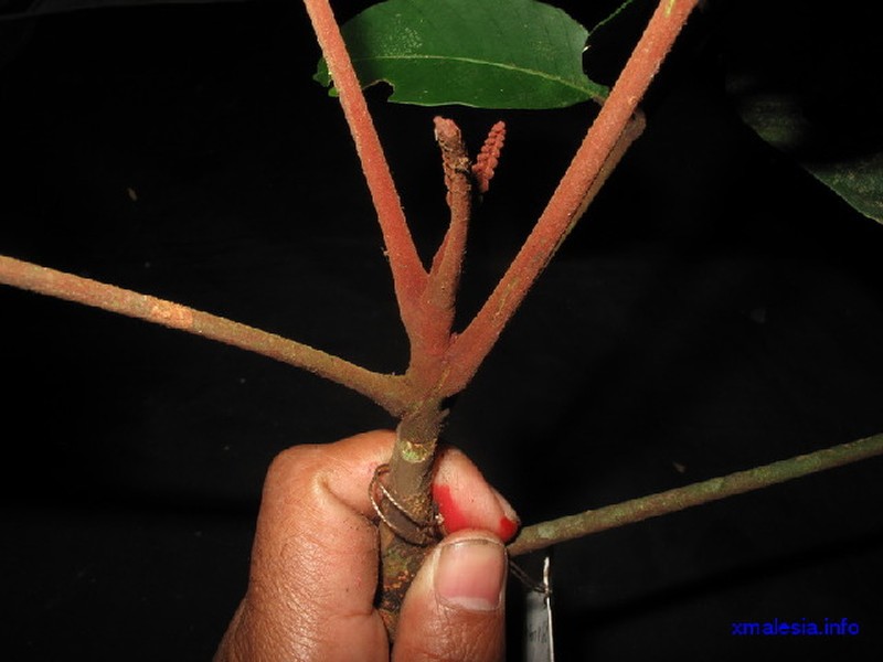Aglaia crassinervia photo 3