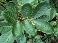 Aglaia cucullata