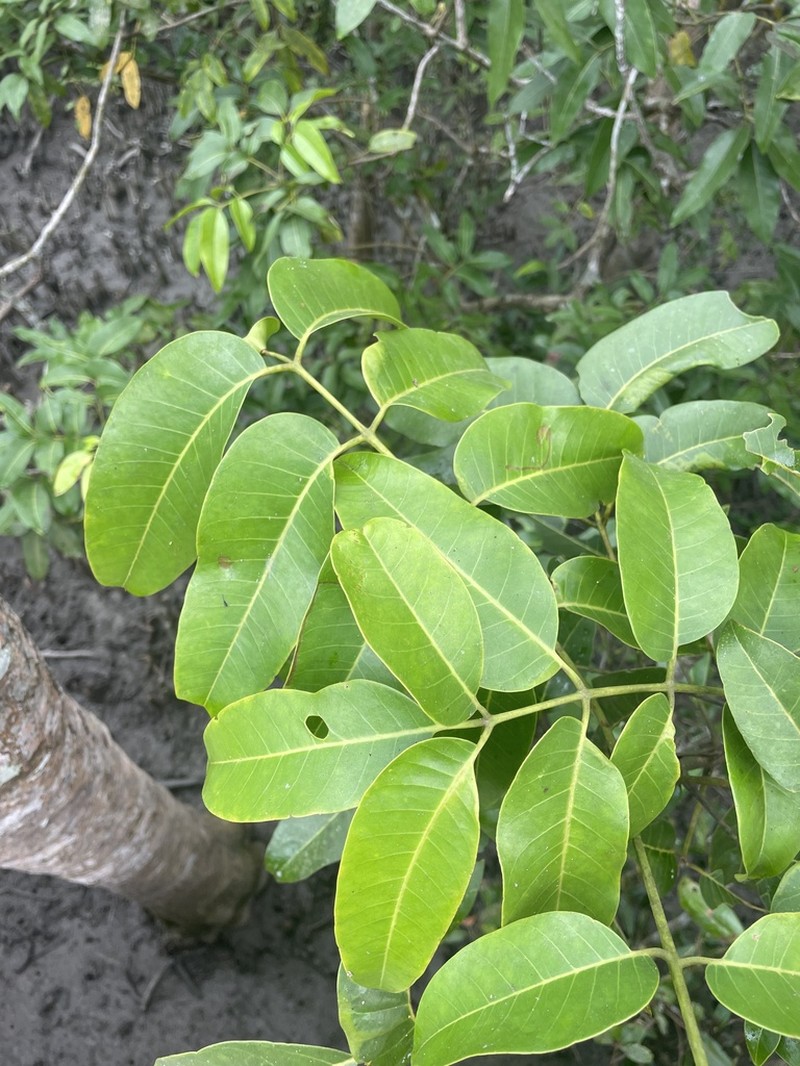 Aglaia cucullata photo 2