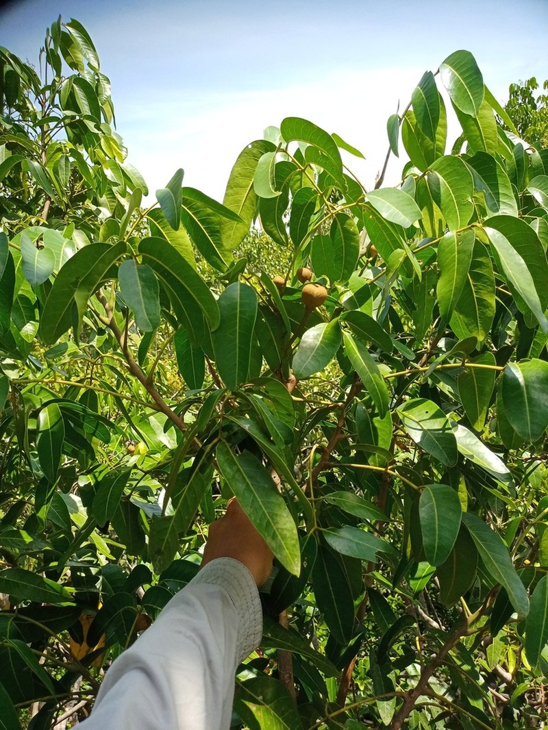 Aglaia cucullata photo 3