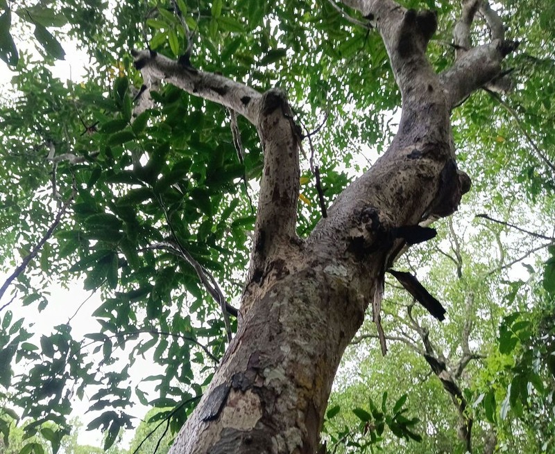 Aglaia cucullata photo 4